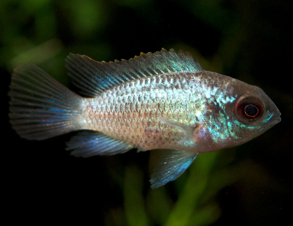 Electric Blue Acara Cichlid (Andinoacara pulcher hybrid), Tank-Bred! - Nestor' Aquariums & Pets