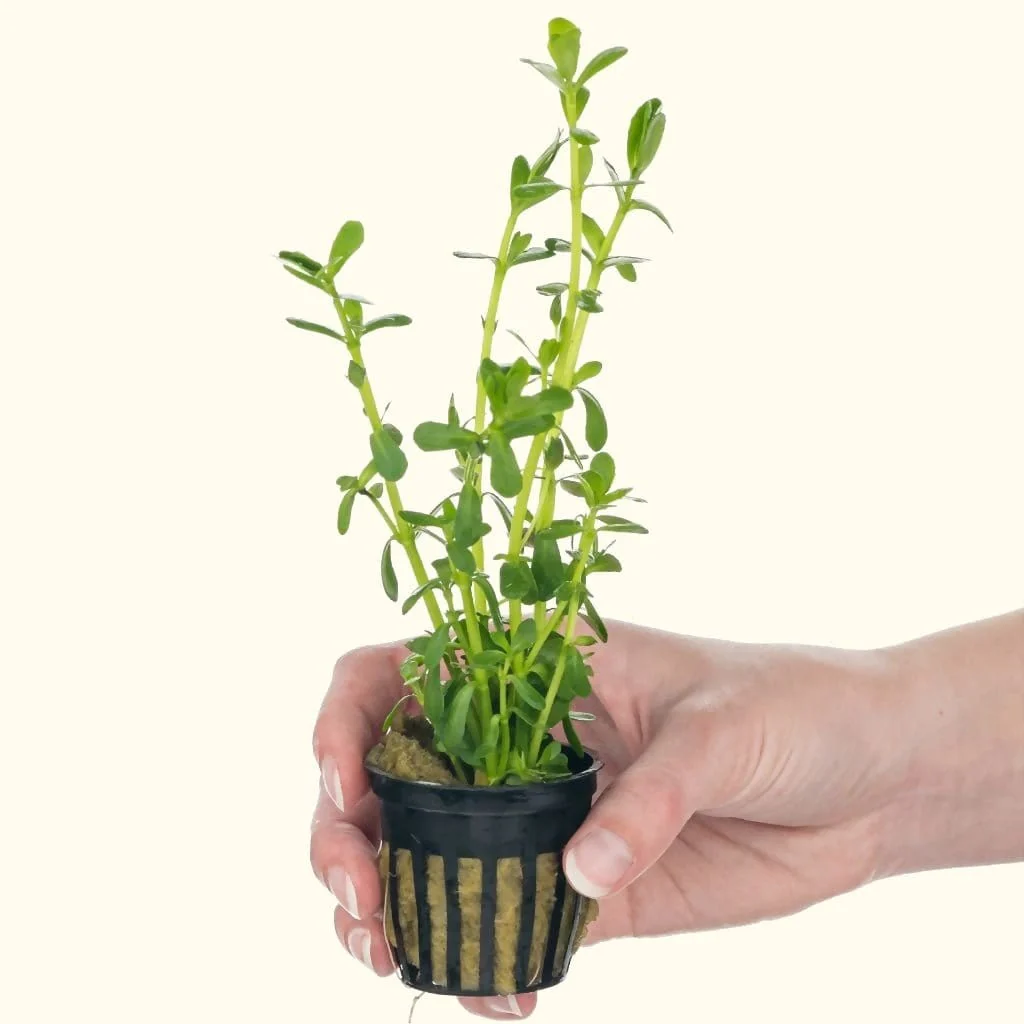 Moneywort - Nestor' Aquariums & Pets