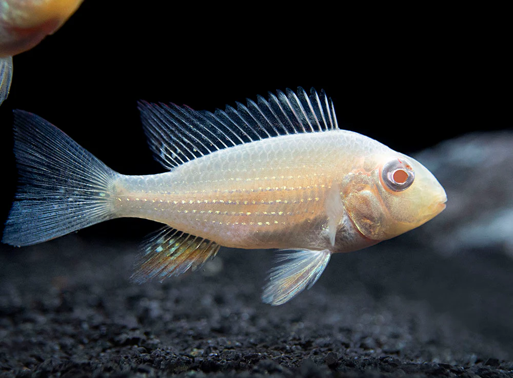 Albino Threadfin Acara Cichlid (Acarichthys heckelii), Tank-Bred! - Nestor' Aquariums & Pets