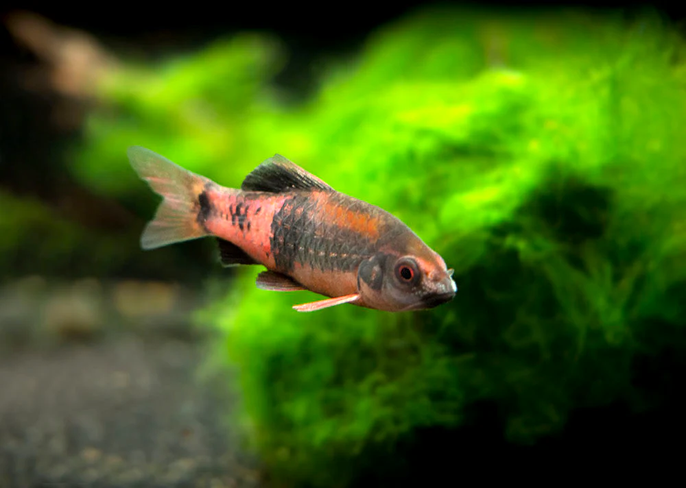 Red Panda AKA Melon Barb (Haludaria fasciata) - Nestor' Aquariums & Pets