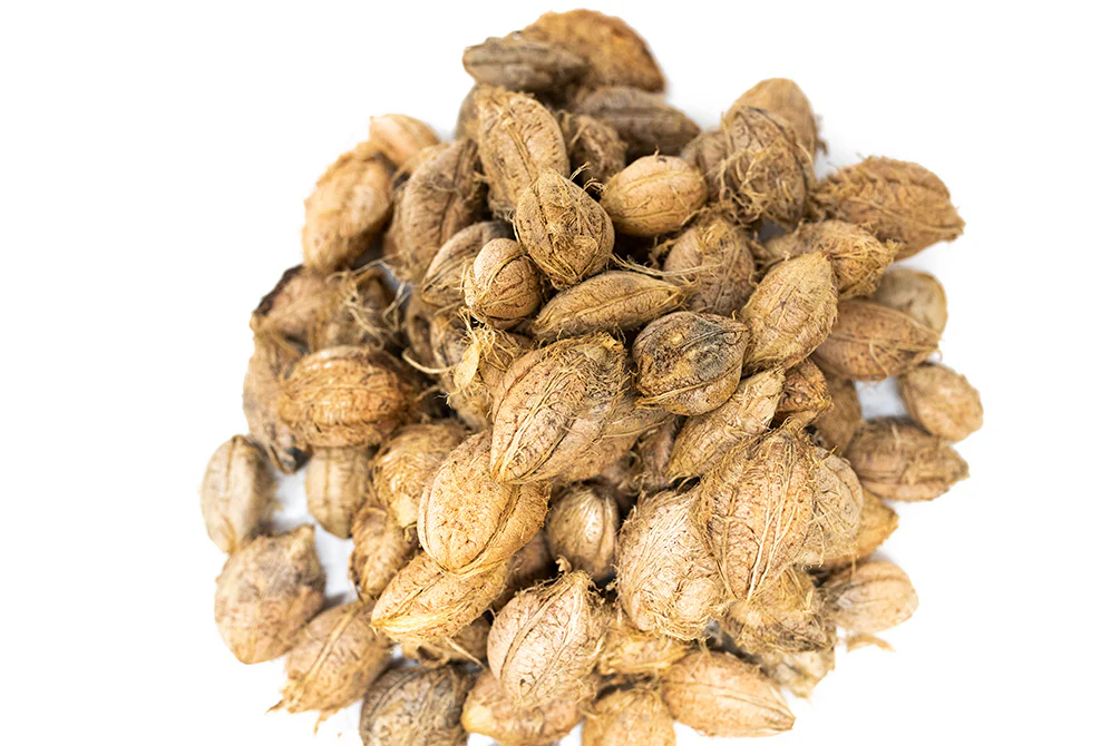Catappa Fruit - Nestor' Aquariums & Pets