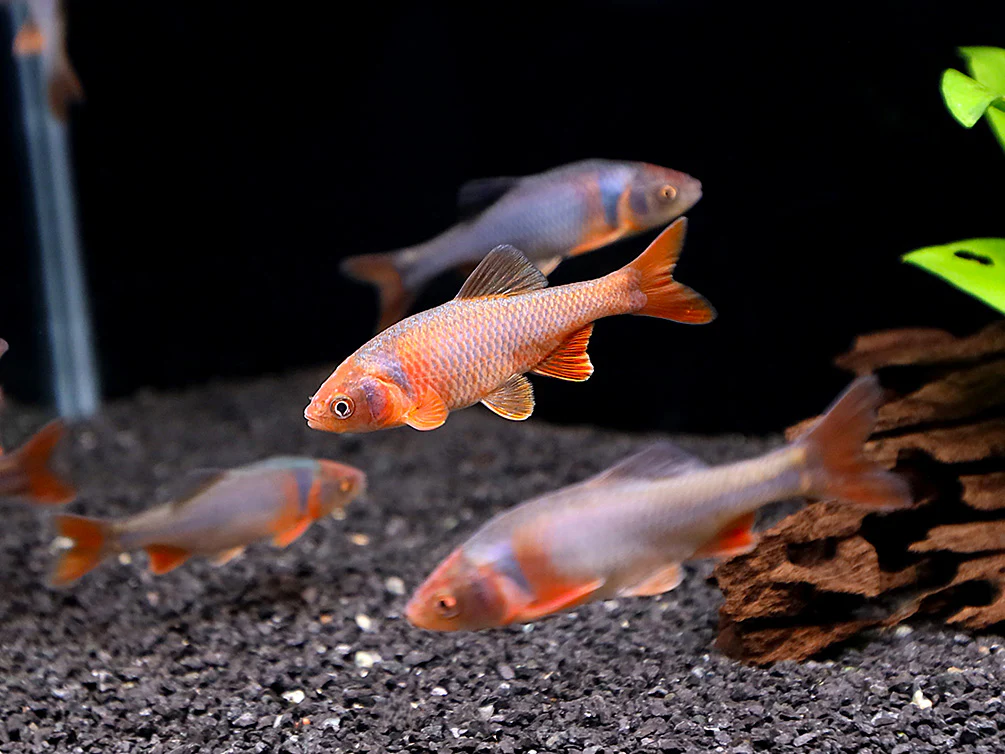 Red Shiner (Cyprinella lutrensis), Tank-Bred! - Nestor' Aquariums & Pets