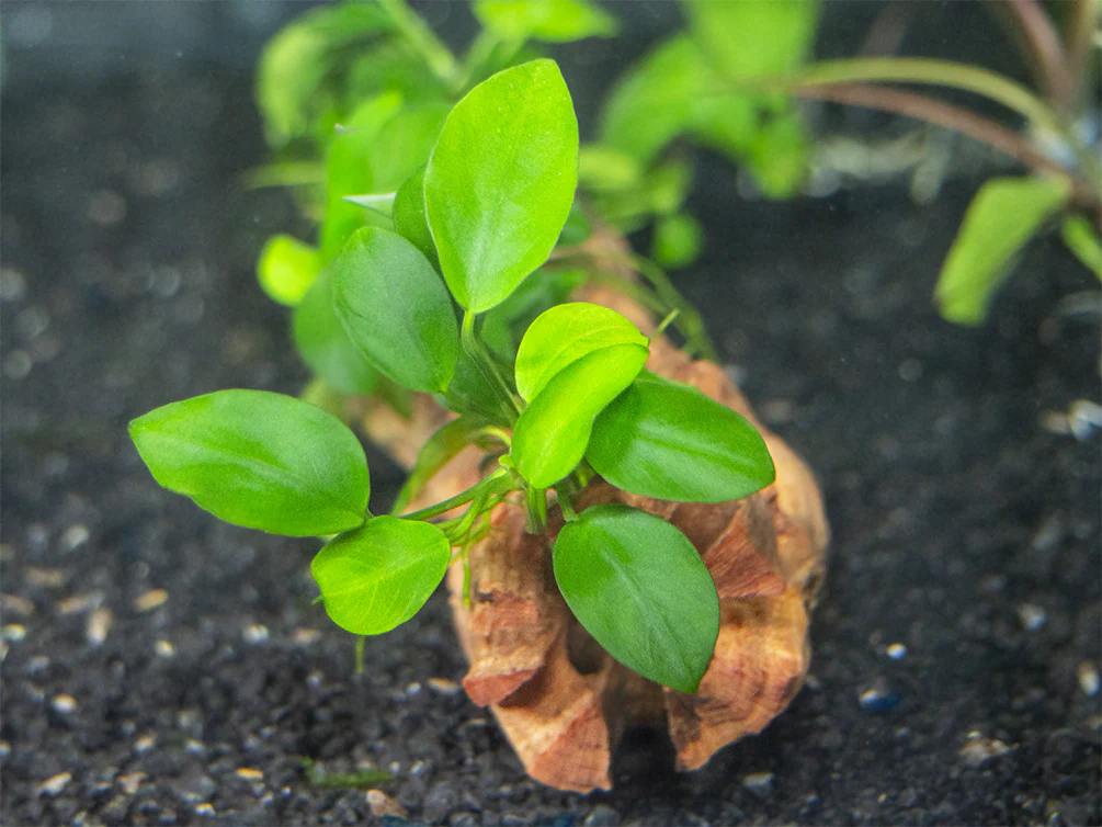 Petite Anubias Nana (Anubias barteri var. “Petite Nana”), Bare Root - Nestor' Aquariums & Pets