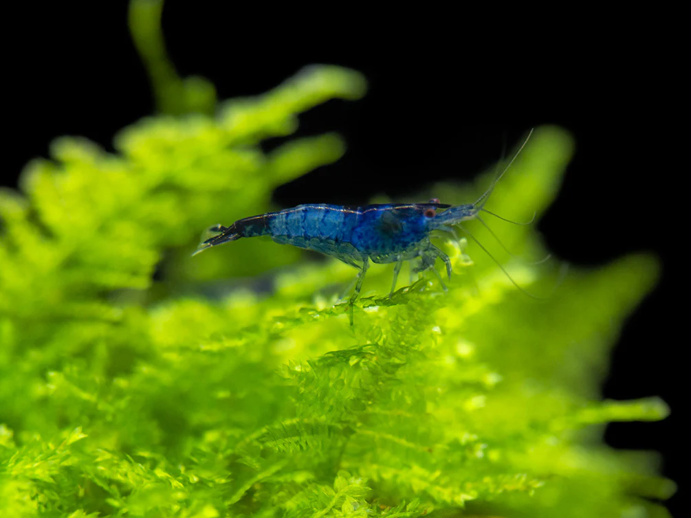 Blue Rili Shrimp (Neocaridina davidi), Tank-Bred - Nestor' Aquariums & Pets