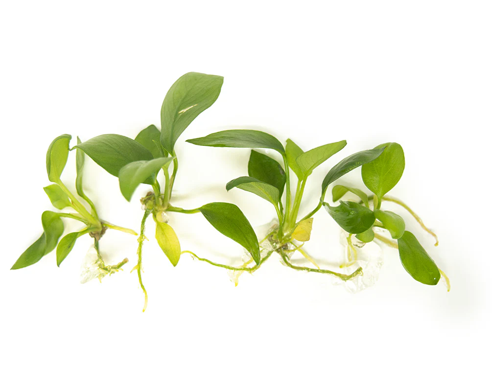 Anubias hastifolia Tissue Culture - Nestor' Aquariums & Pets