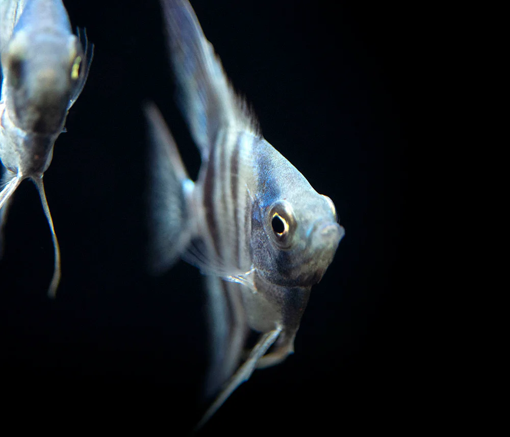 Avatar Turkey Green Angelfish (Pterophyllum scalare 