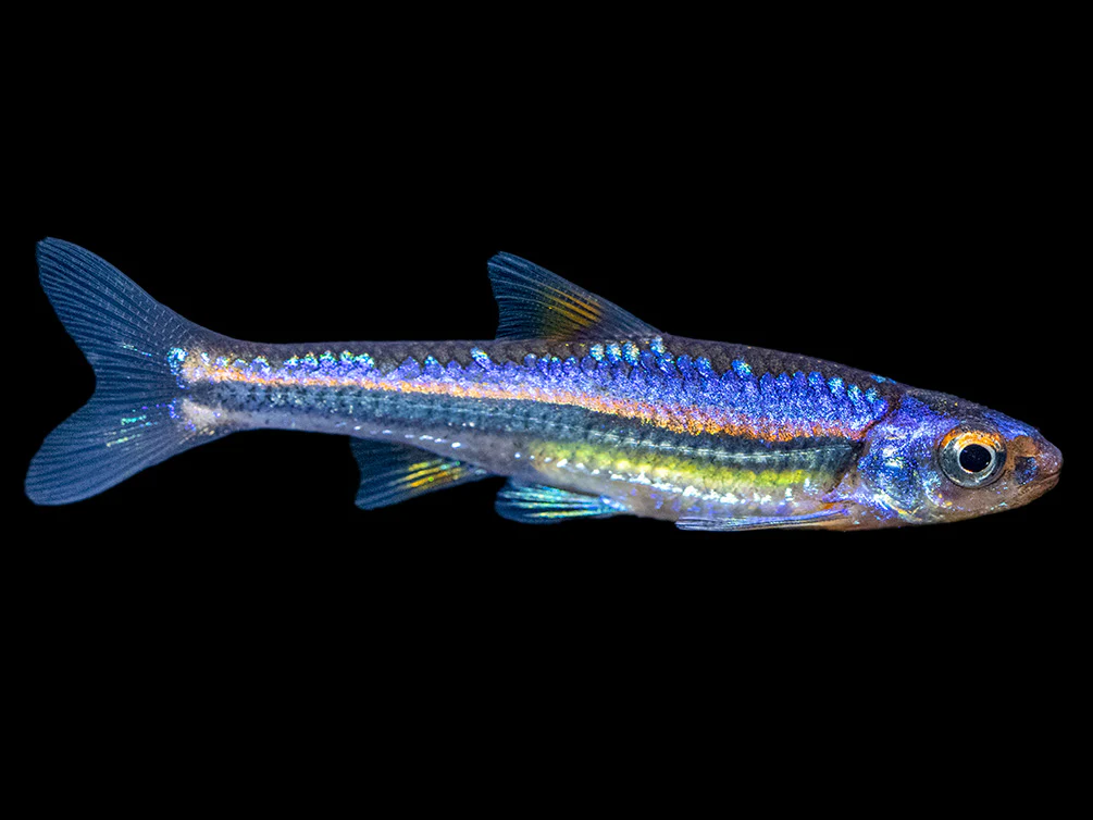 Rainbow Shiner (Notropsis chrosomus), Tank-Bred - Nestor' Aquariums & Pets