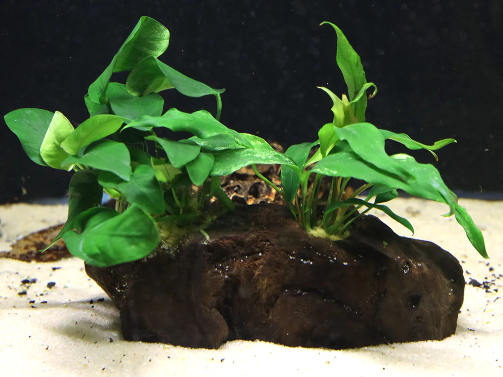 Anubias Barteri Var Nana + Minima on Pterocarpus Wood - Nestor' Aquariums & Pets