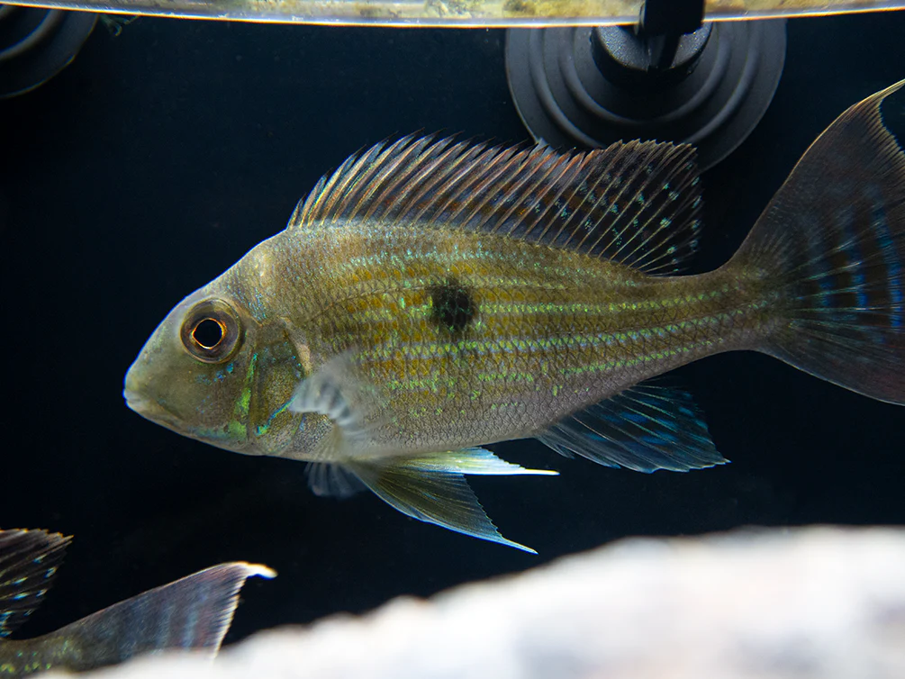 Sven's Eartheater Cichlid (Geophagus sveni), Tank-Bred! - Nestor' Aquariums & Pets