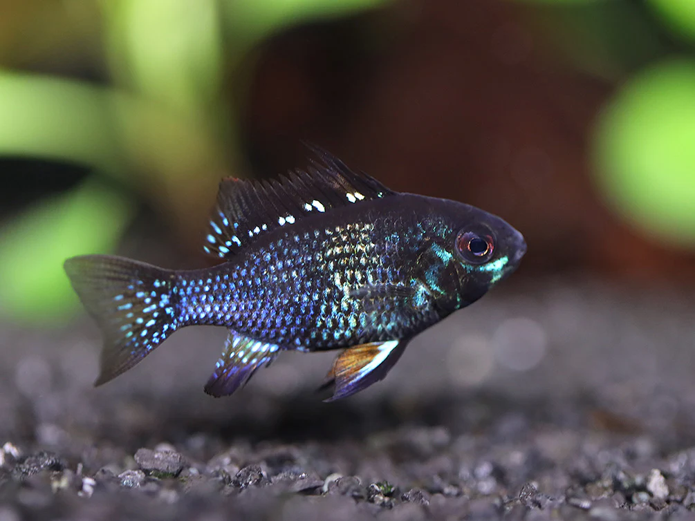 Jet Black Ram Cichlid (Mikrogeophagus ramirezi var. “Jet Black”) - Tank Bred - Nestor' Aquariums & Pets