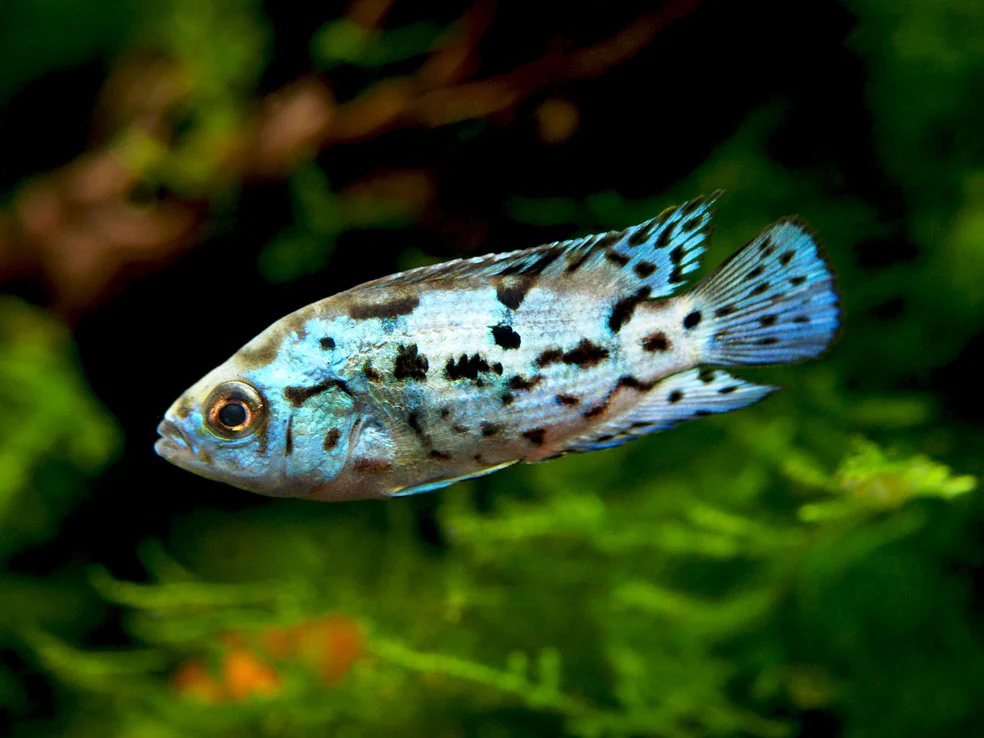 Electric Blue AKA Powder Blue Jack Dempsey Cichlid (Rocio octofasciata 
