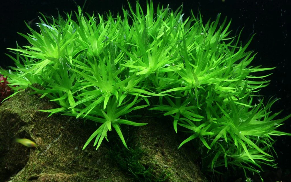 Heteranthera Zosterifolia Star Grass Tissue Culture - Nestor' Aquariums & Pets