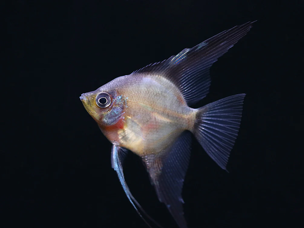 Legend Paraiba Angelfish (Pterophyllum scalare “Legend Paraiba”) – Tank Bred - Nestor' Aquariums & Pets