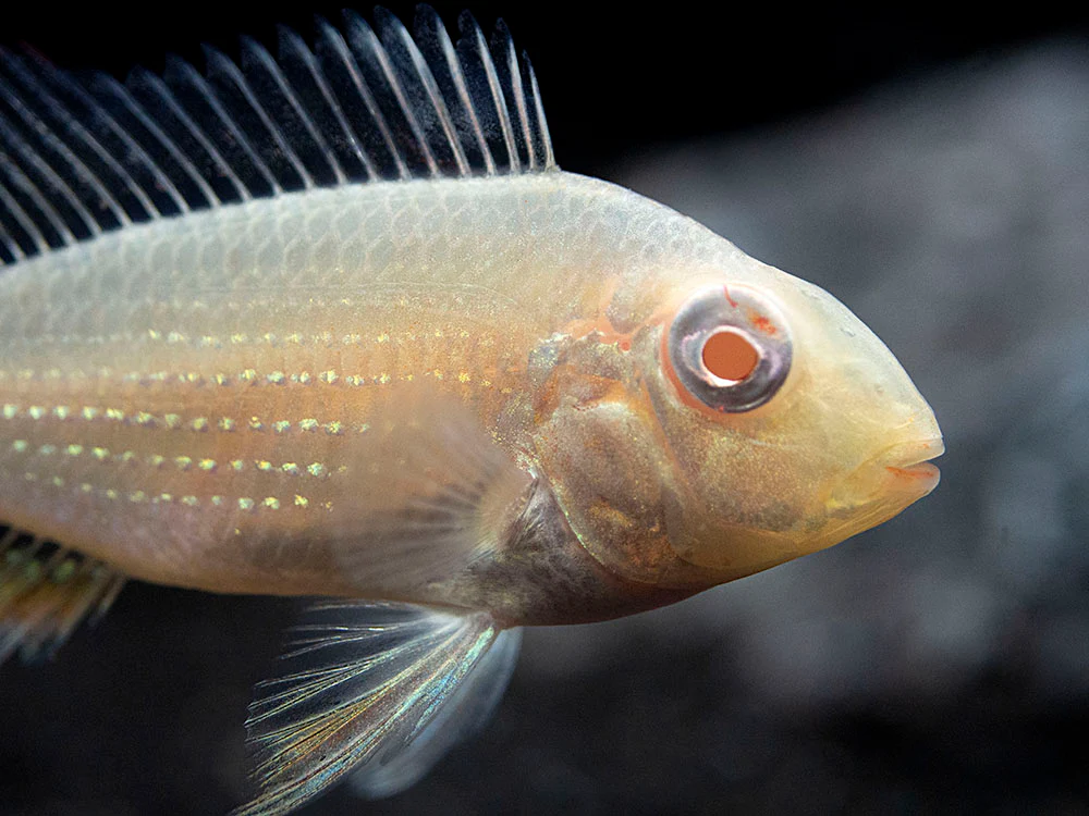 Albino Threadfin Acara Cichlid (Acarichthys heckelii), Tank-Bred! - Nestor' Aquariums & Pets