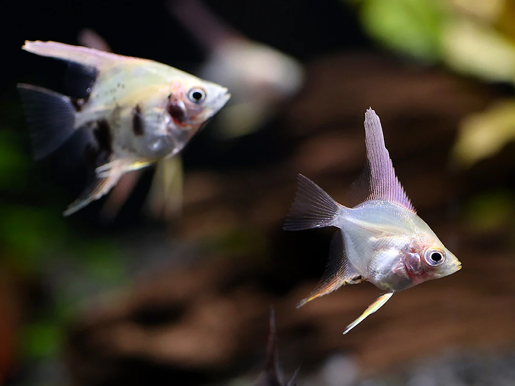 Assorted Angelfish (Pterophyllum scalare) - Bred by Aquatic Arts - Nestor' Aquariums & Pets