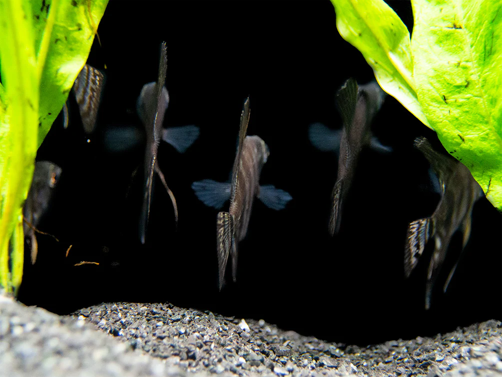 Black Zebra Angelfish (Pterophyllum scalare) - TANK-BRED! - Nestor' Aquariums & Pets