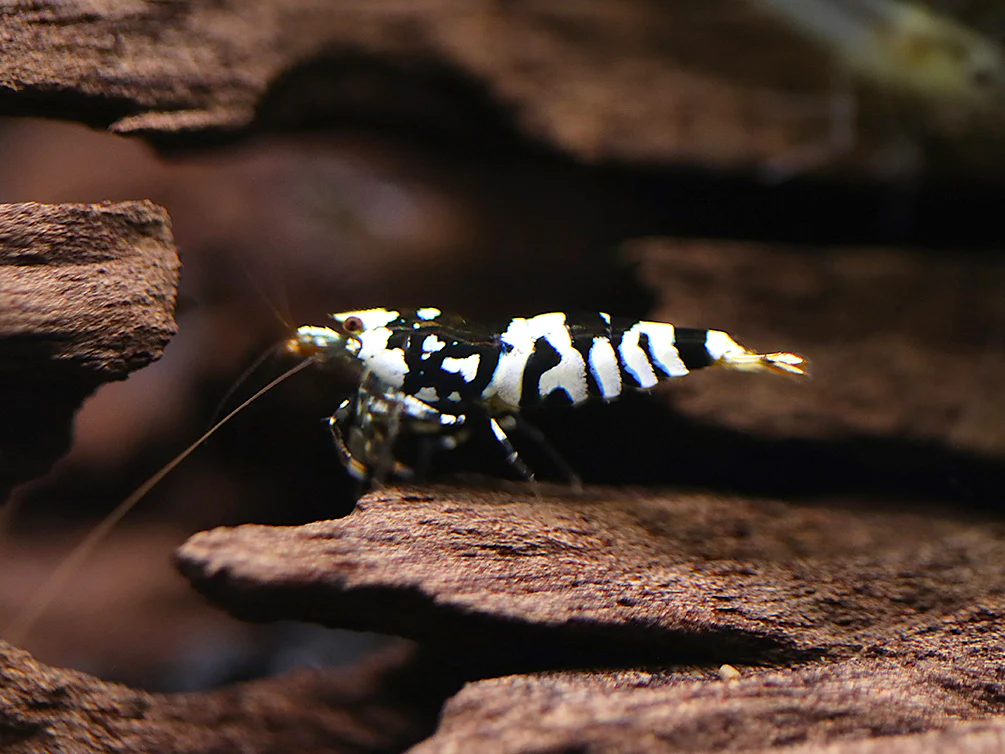 Fancy Black Tiger Shrimp (Caridina sp. “Black Tiger”) – SS Grade - Nestor' Aquariums & Pets