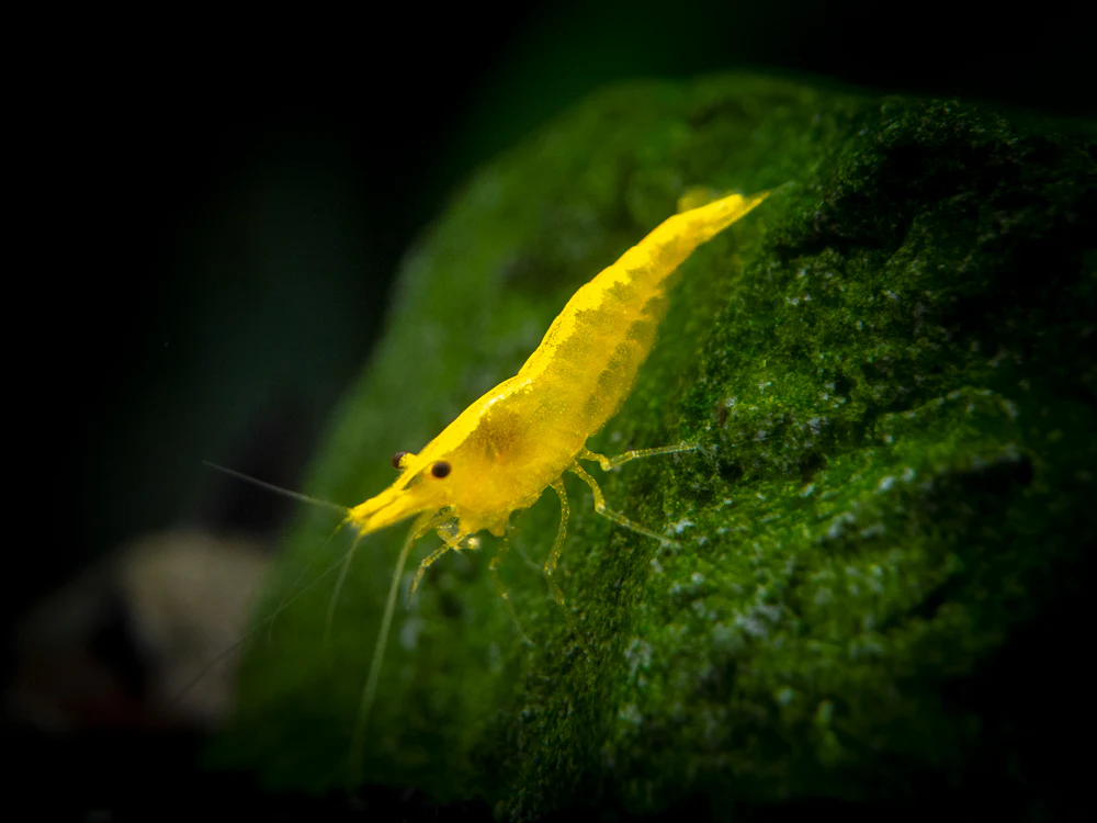 Golden Back Yellow Shrimp Breeder Combo Box - Nestor' Aquariums & Pets