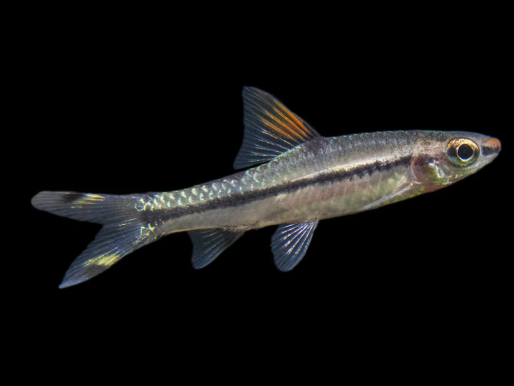 Denison’s Barb (Sahyadria denisonii), Tank-Bred - Nestor' Aquariums & Pets
