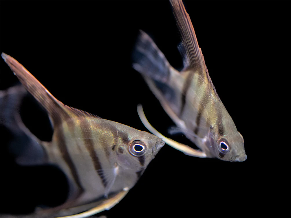 Redback Amapa Angelfish (Pterophyllum scalare) - TANK-BRED!!! - Nestor' Aquariums & Pets