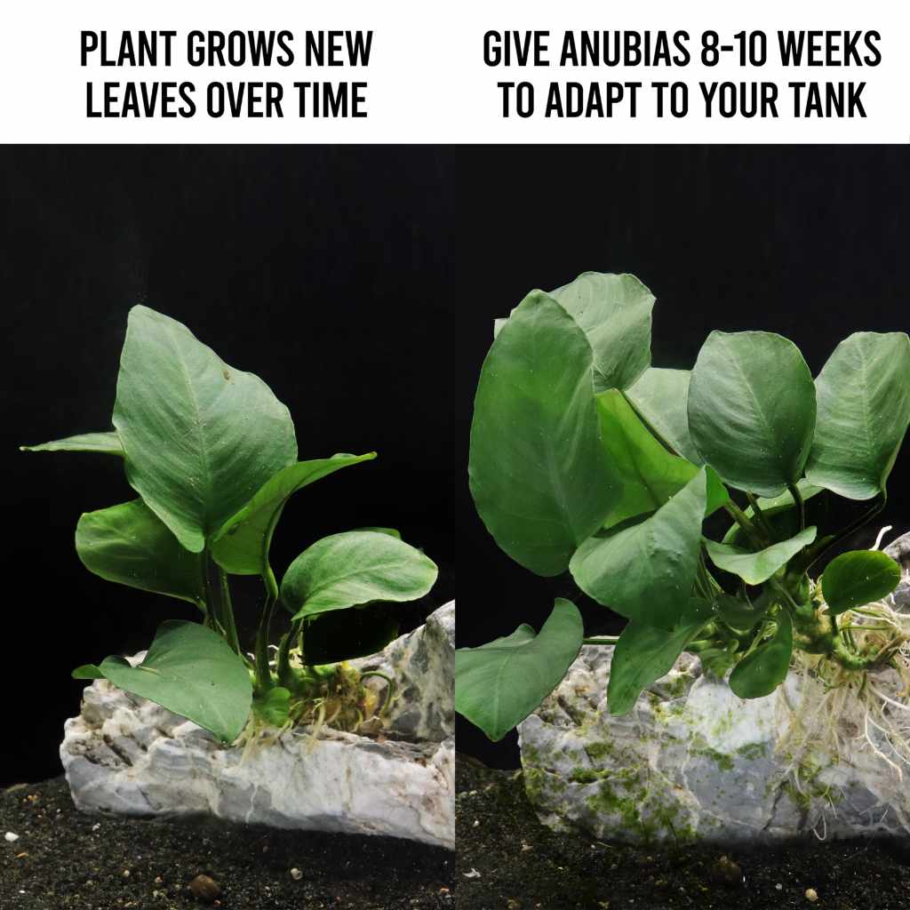 Anubias Barteri - Nestor' Aquariums & Pets