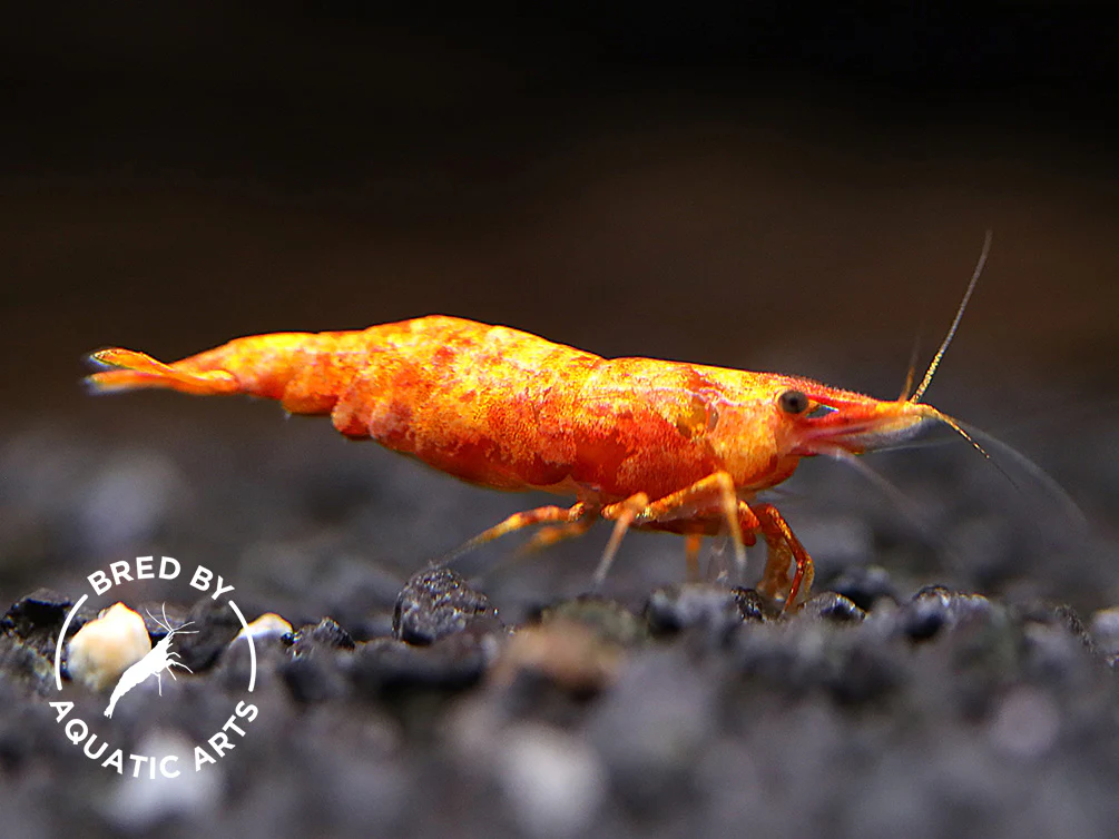 Calico Sunkist Shrimp (Neocaridina davidi) – Bred by Aquatic Arts - Nestor' Aquariums & Pets