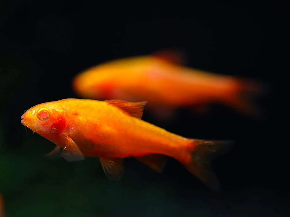 Albino Cherry Barb (Puntius titteya “Albino”) – Tank Bred - Nestor' Aquariums & Pets