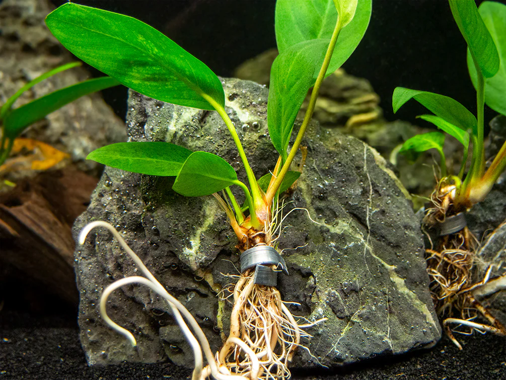 Anubias Congensis (Anubias heterophylla), bare root - Nestor' Aquariums & Pets