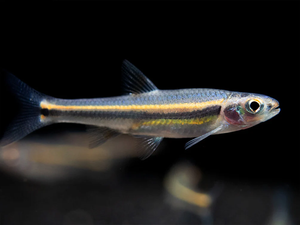 Rainbow Shiner (Notropsis chrosomus), Tank-Bred - Nestor' Aquariums & Pets