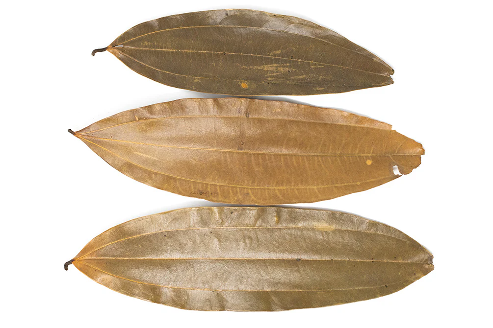 Cinnamon Leaves - Nestor' Aquariums & Pets
