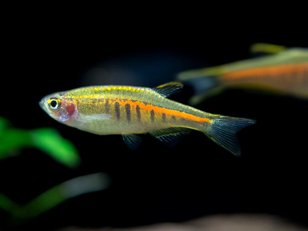 Glowlight Danio (Celestichthys choprae), Tank-Bred! - Nestor' Aquariums & Pets