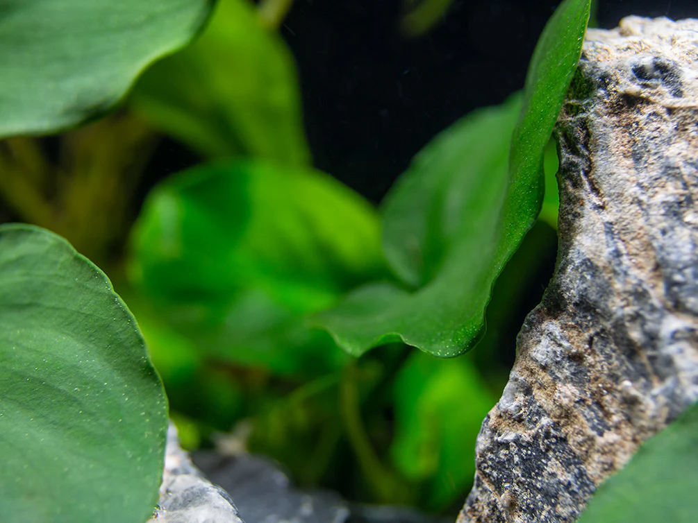 Gold Coin Anubias (Anubias barteri “Round Leaf”), Bare Root - Nestor' Aquariums & Pets