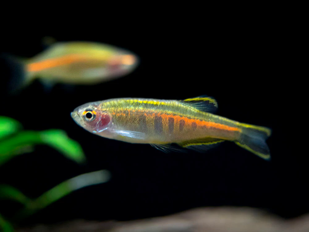 Glowlight Danio (Celestichthys choprae), Tank-Bred! - Nestor' Aquariums & Pets