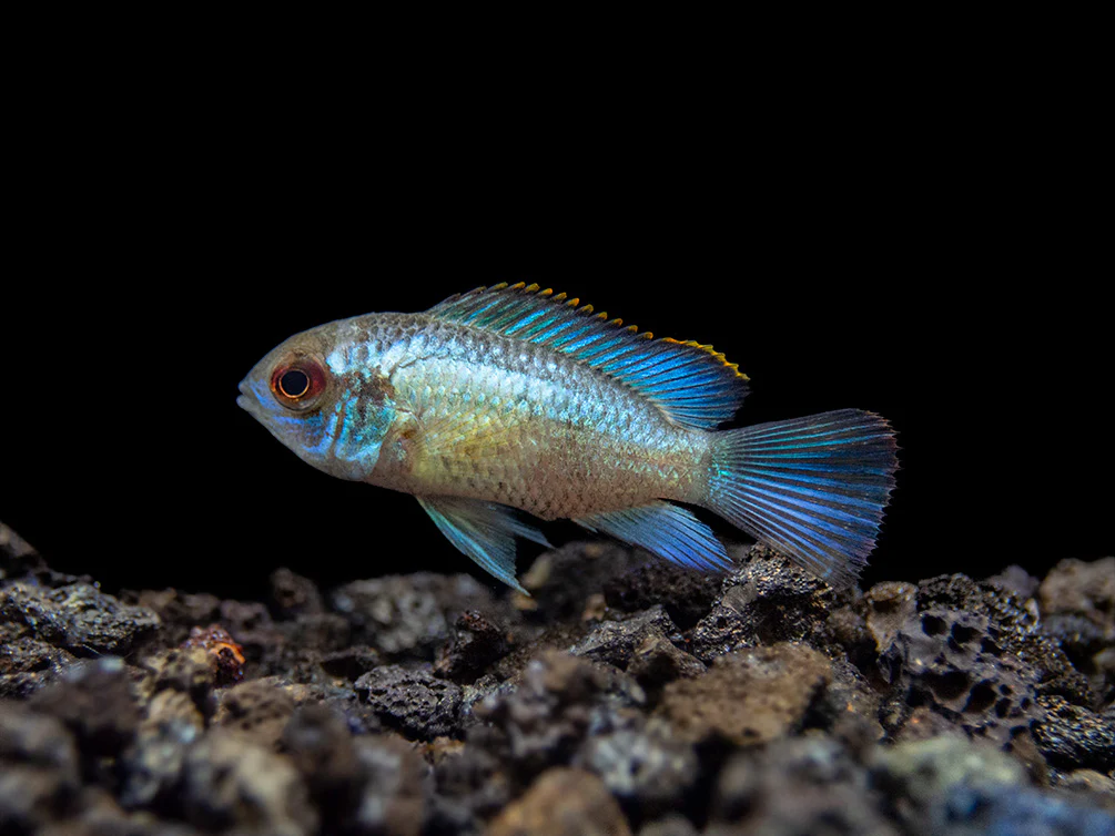 Electric Blue Acara Cichlid (Andinoacara pulcher hybrid), USA-Bred - Nestor' Aquariums & Pets