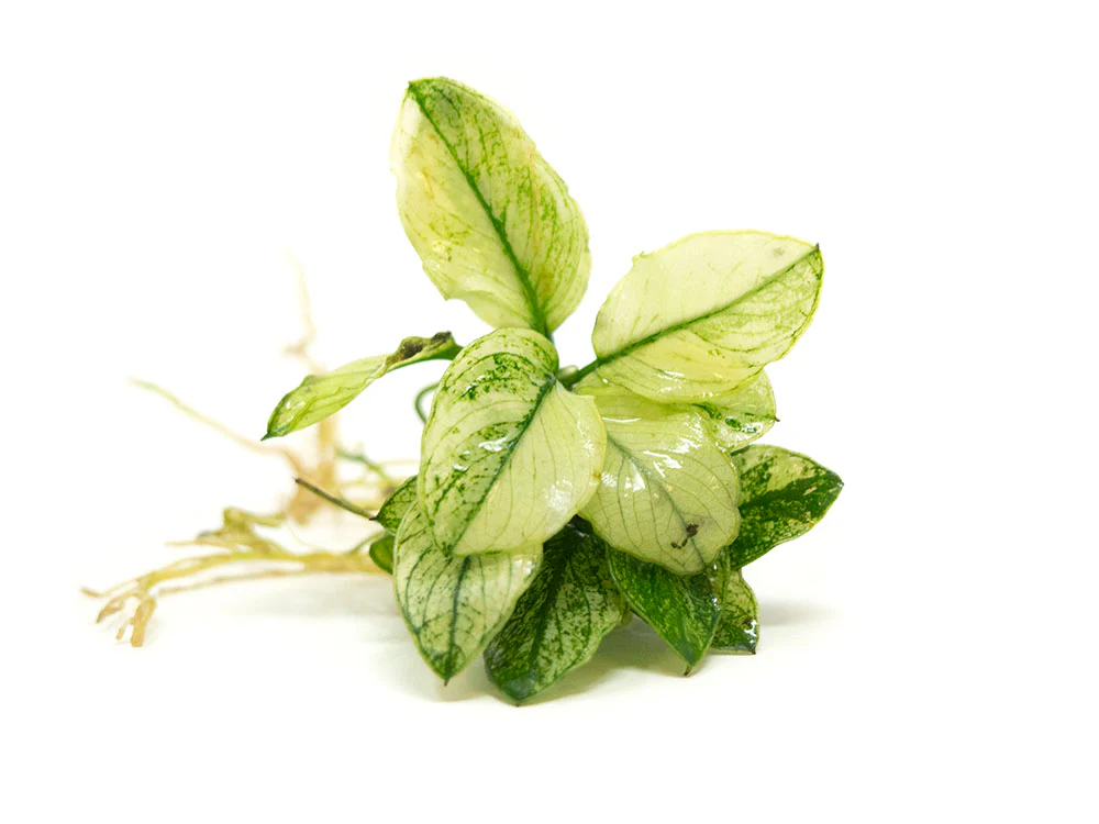 Variegated Anubias Nana (Anubias barteri “Variegated Nana”), bareroot or potted - Nestor' Aquariums & Pets