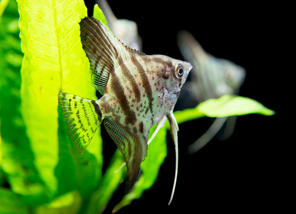 Clown Angelfish (Pterophyllum scalare 