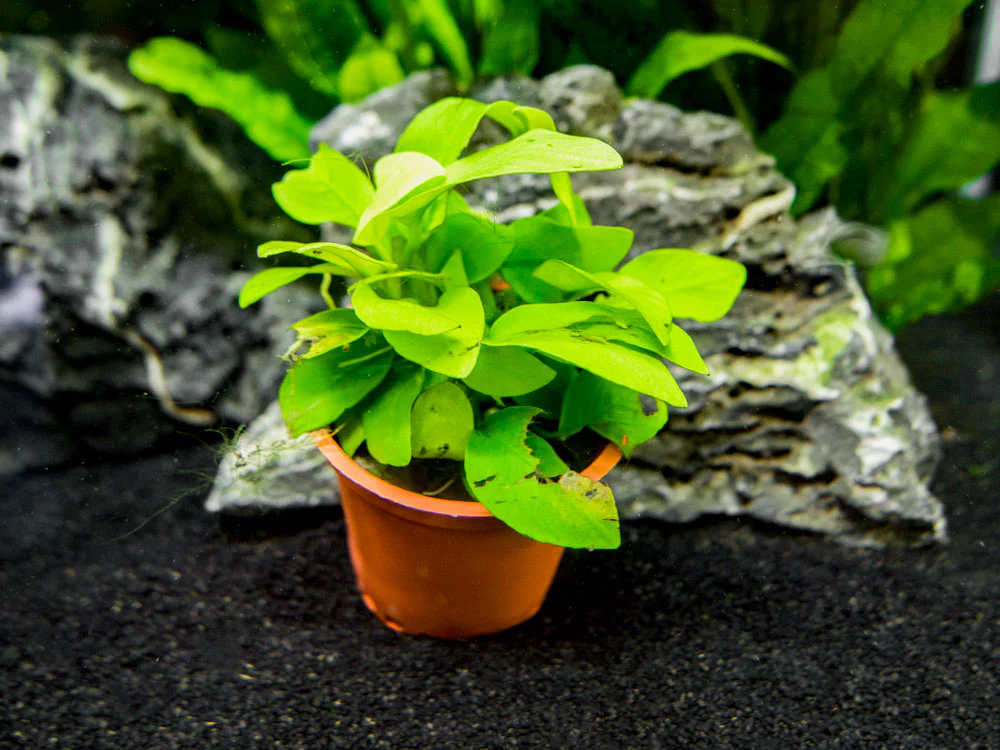 B-Grade Anubias, Assorted (Anubias sp.) - Nestor' Aquariums & Pets