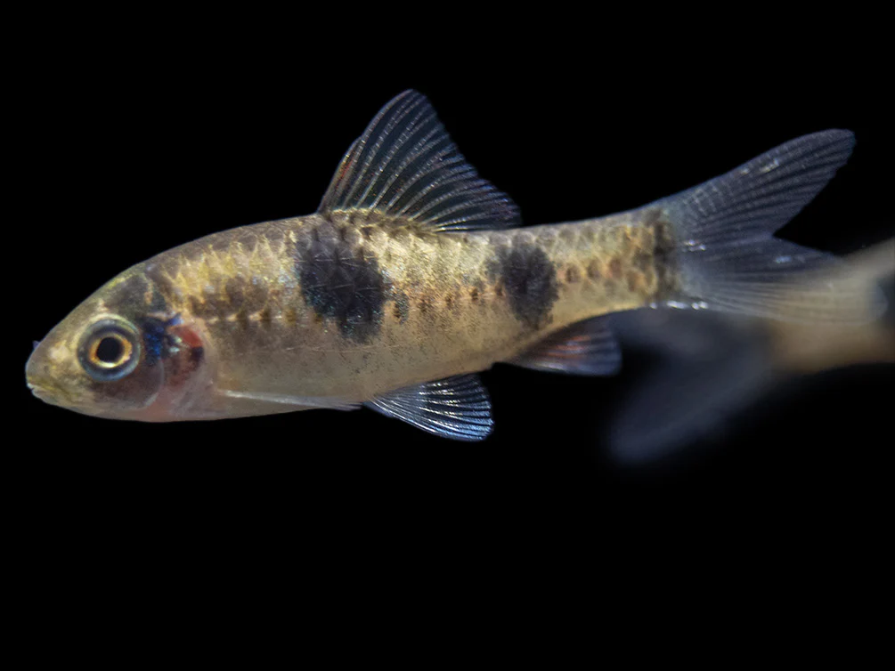 Red Panda AKA Melon Barb (Haludaria fasciata), Tank-Bred - Nestor' Aquariums & Pets