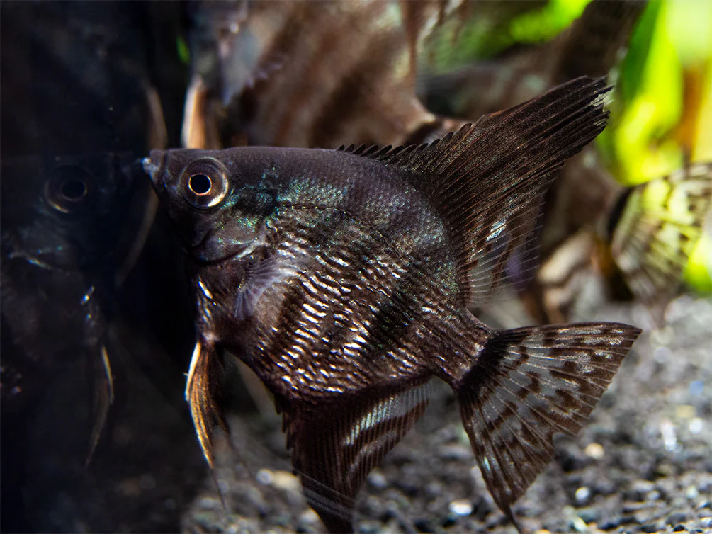 Black Zebra Angelfish (Pterophyllum scalare) - TANK-BRED! - Nestor' Aquariums & Pets