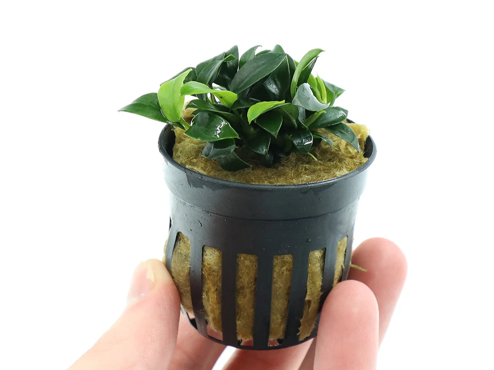 Anubias Jungle Star ( Anubias Barteri 