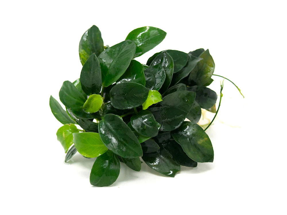 Petite Anubias Nana (Anubias barteri var. “Petite Nana”), EXTRA LARGE, Bare Root - Nestor' Aquariums & Pets
