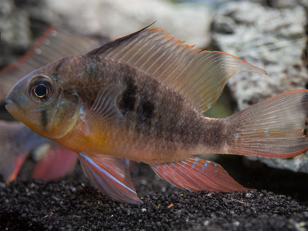 Bolivian Ram Dwarf Cichlid (Mikrogeophagus altispinosus), Tank-Bred - Nestor' Aquariums & Pets
