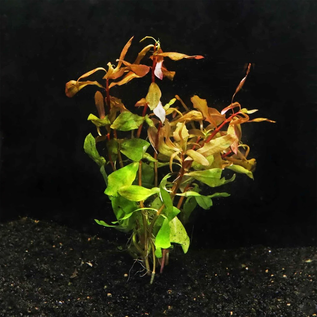 Ammannia Gracilis - Nestor' Aquariums & Pets