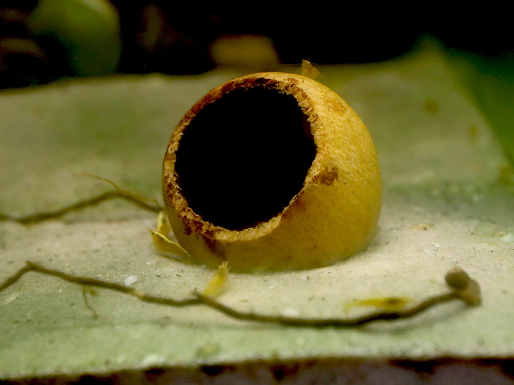 Aquatic Arts Beal Pods (Aegle marmelos) — Dried Botanicals - Nestor' Aquariums & Pets