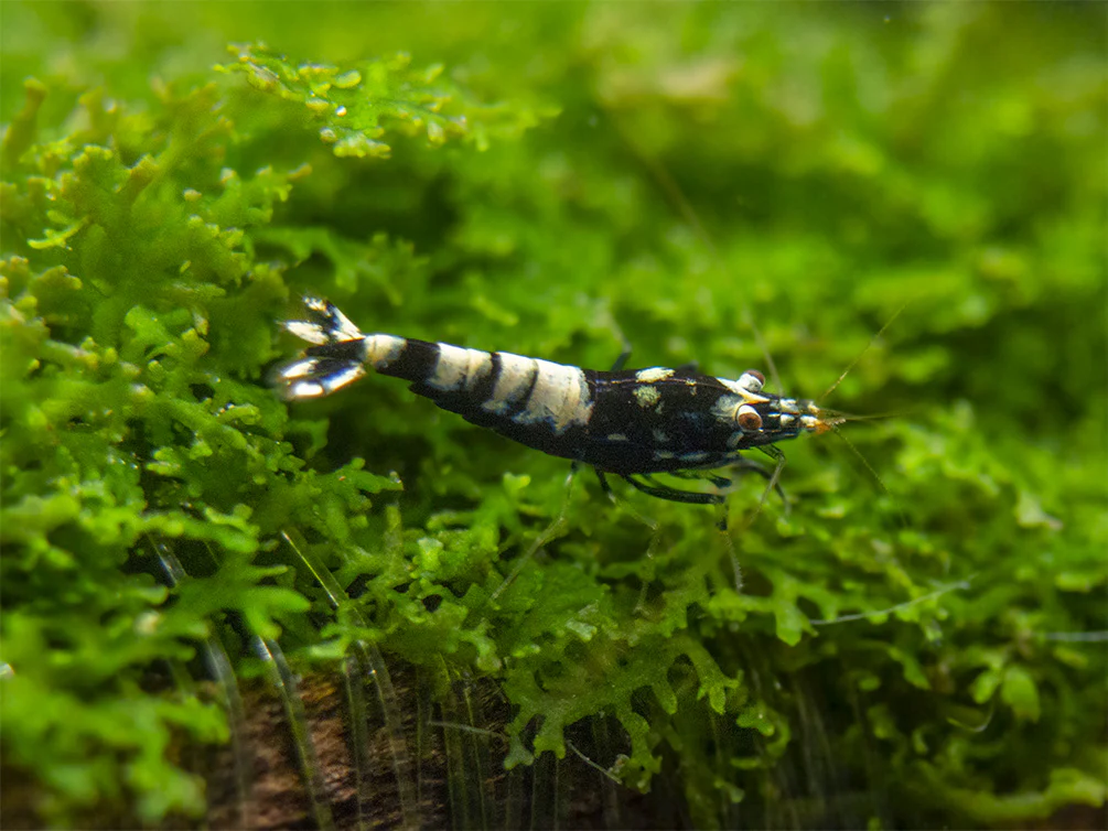 Black Galaxy Pinto Shrimp (Caridina cantonensis, A Grade), Tank-Bred - Nestor' Aquariums & Pets