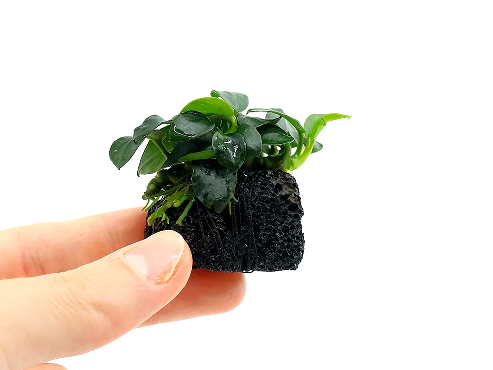 Anubias barteri var. nana 'Petite' on Lava Stone - Nestor' Aquariums & Pets