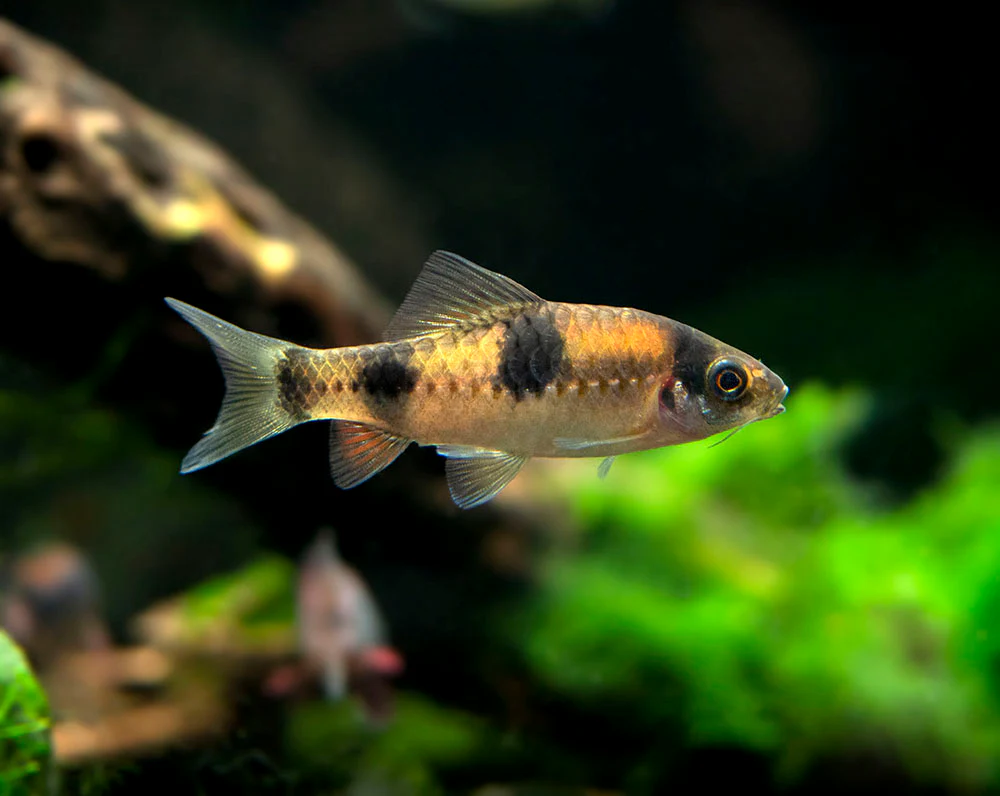 Red Panda AKA Melon Barb (Haludaria fasciata), Tank-Bred - Nestor' Aquariums & Pets