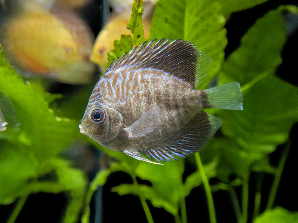 Dealer's Choice Discus (Symphysodon aequifasciatus), Tank-Bred - Nestor' Aquariums & Pets