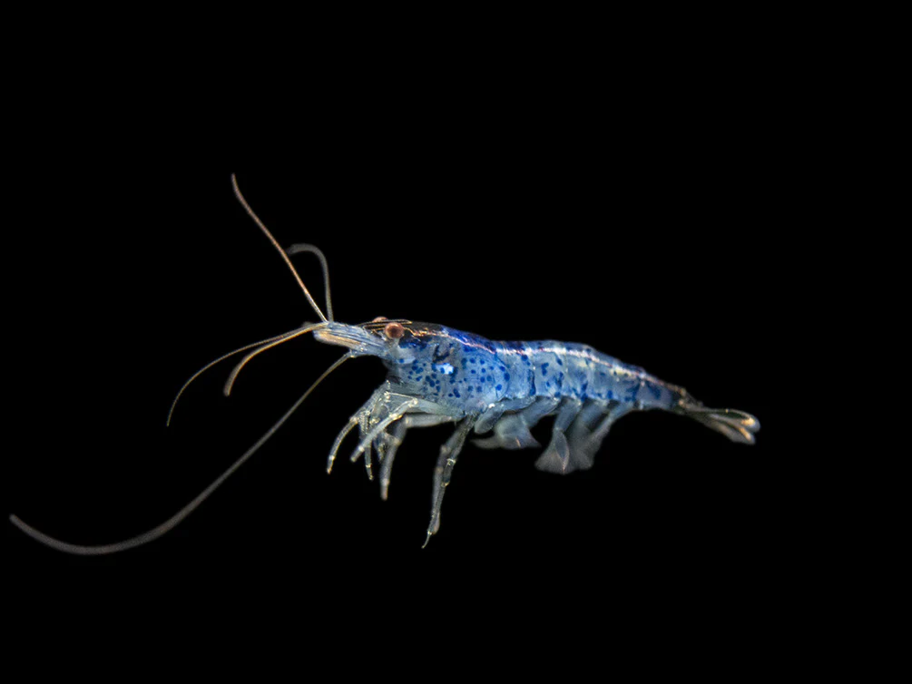 Blue Rili Shrimp (Neocaridina davidi), Tank-Bred - Nestor' Aquariums & Pets
