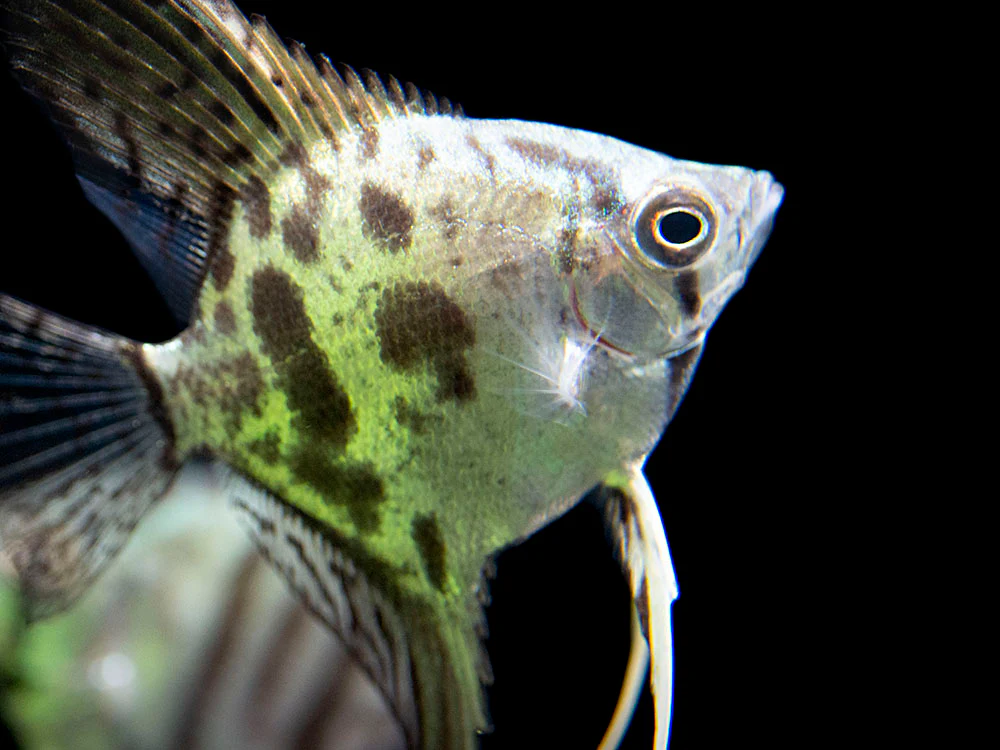 Clown Angelfish (Pterophyllum scalare 